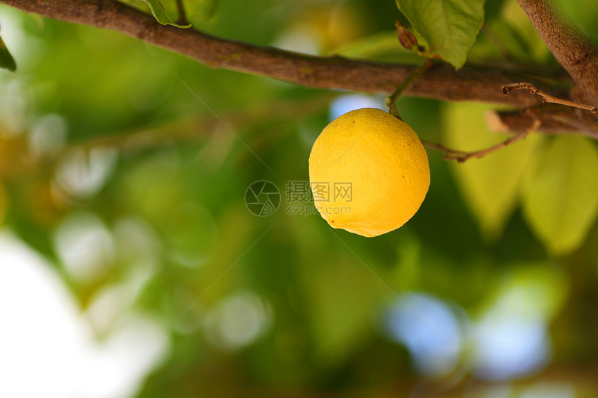 柠檬密闭水果种植园收成叶子阳光果汁背景树叶照射晴天图片
