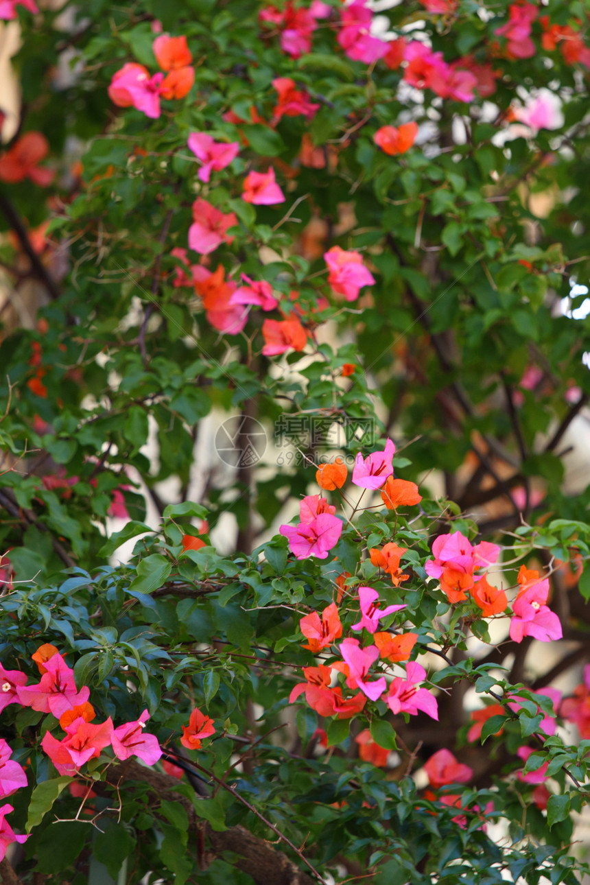 粉红花花花期场景植物群花瓣杏仁宏观背景植物学植物叶子图片