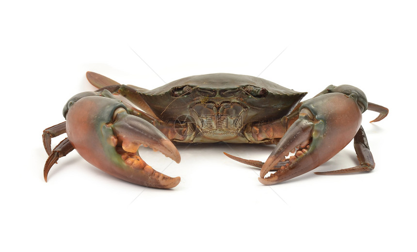孤立的螃蟹生物食物甲壳海鲜餐厅骨骼白色美食动物贝类图片