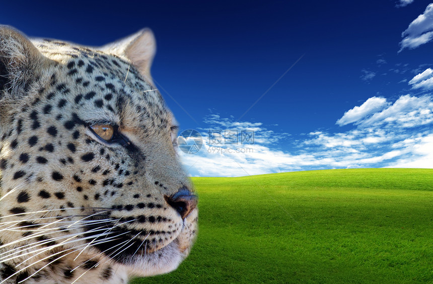 豹野生动物哺乳动物旅行食肉天空荒野旅游动物捕食者猫科图片