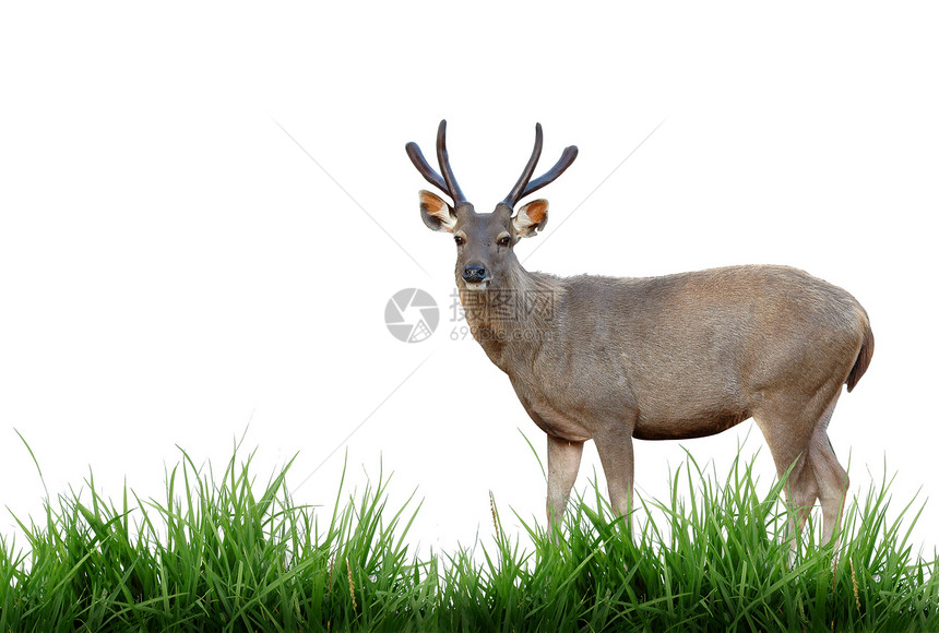 孤立的 sambar 鹿耳朵手表林地野生动物食草动物鹿角水鹿环境国家图片