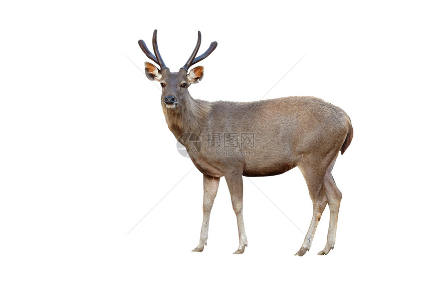 孤立的 sambar 鹿环境眼睛栖息地荒野食草鹿角公园耳朵林地国家图片