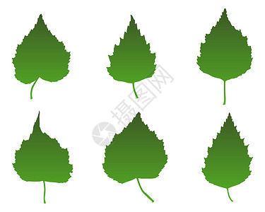 Birch 叶叶叶子插图绿色树叶背景图片