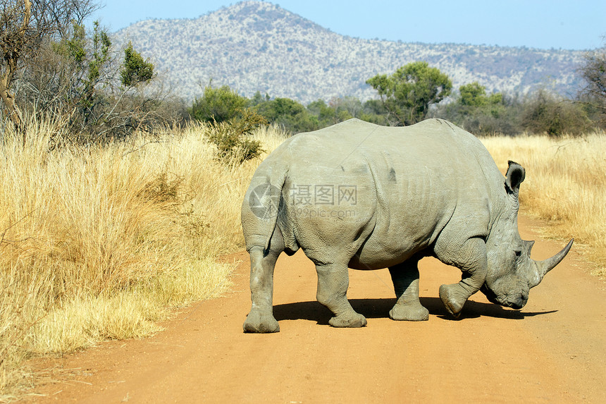 白犀牛动物白色犀牛象牙动物群旅游草原哺乳动物野生动物旅行图片