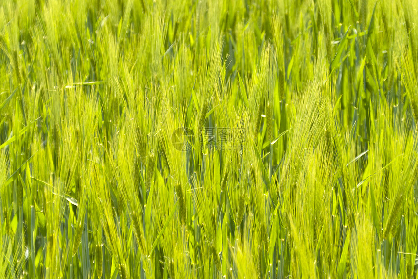 贝雷田麦田爬山谷物绿色粮食高度粮田植物玉米地场地图片