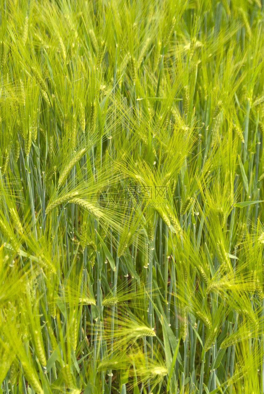 贝雷田粮食大麦爬山植物高度农业绿色玉米地场地麦田图片