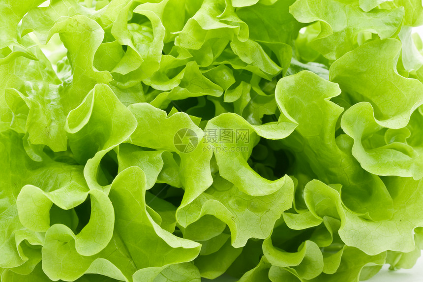 发生花园蔬菜植物学叶子沙拉生物学植物食物叶绿素生产图片