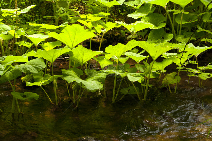 山山流山脉高度爬山远足森林水域高地树木绿色植物图片