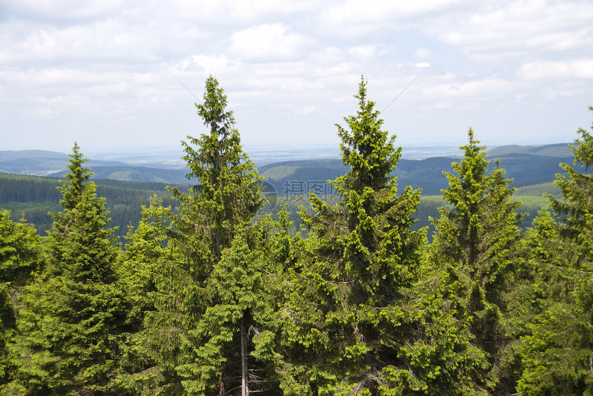 图卢林森林植物云杉爬坡高地针叶林登山草地远足林业外表图片