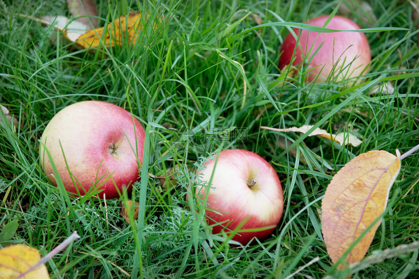 玫瑰苹果落在绿草上绿色红色收成谎言维生素粉色食物草地花园水果图片