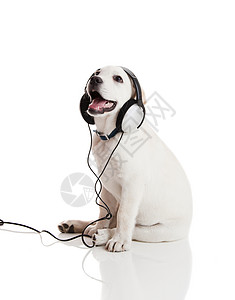 狗听音乐立体声动物白色乐趣犬类耳机享受猎犬喜悦音乐背景图片