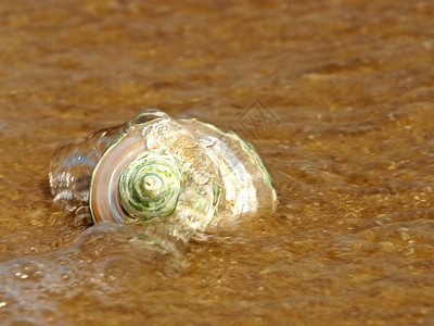 海浪中裸露的海螺壳壳背景图片