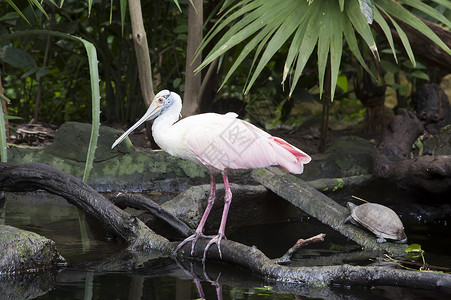 缩颈的玫瑰勺子世界野生动物沼泽反射荒野玫瑰色涉水动物群树木背景