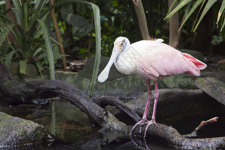 缩颈的玫瑰勺子世界沼泽动物群野生动物树木涉水玫瑰色荒野反射背景