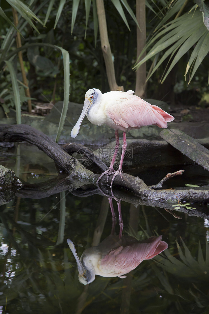 玫瑰勺子沼泽动物群涉水世界玫瑰色树木反射荒野野生动物图片