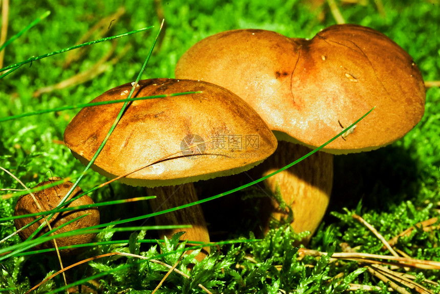 苔稼上的蘑菇地面突袭蔬菜阳光食物生产环境采摘包子森林图片