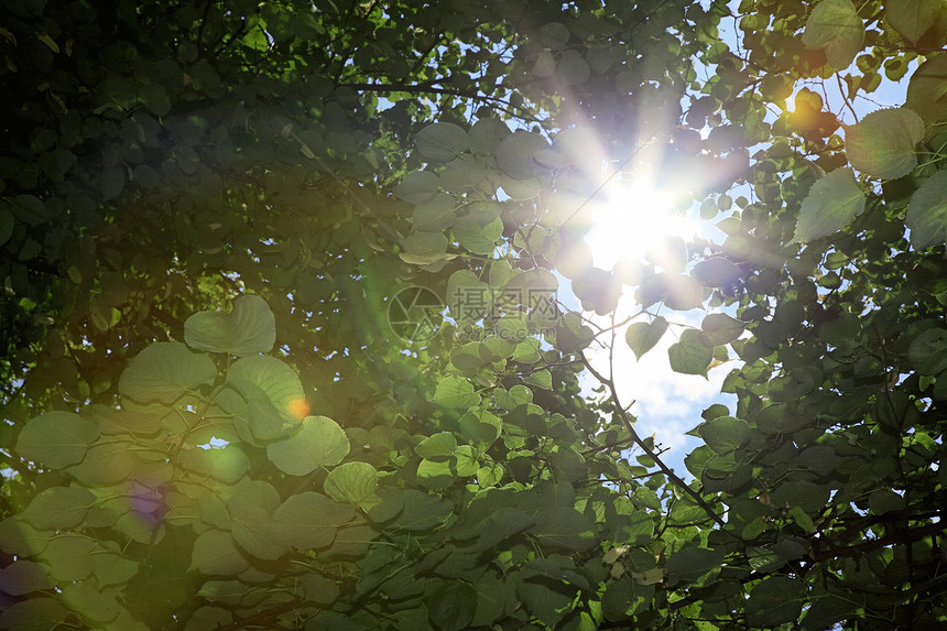 绿叶太阳森林反射魔法阳光天空蓝色镜头摄影季节环境图片