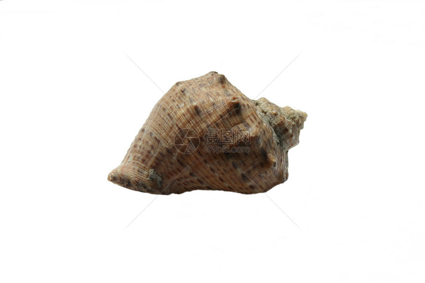 白背景的一碗蜗牛热带海滩纪念品生物学圆圈棕色季节宏观褐色白色图片