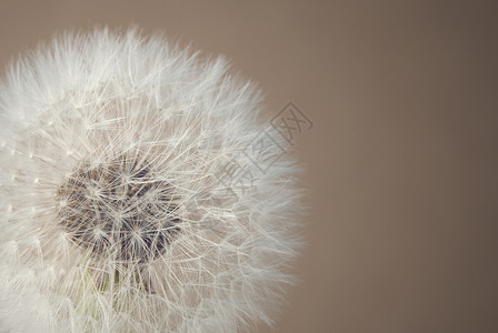 软花植物种子宏观孢子背景图片