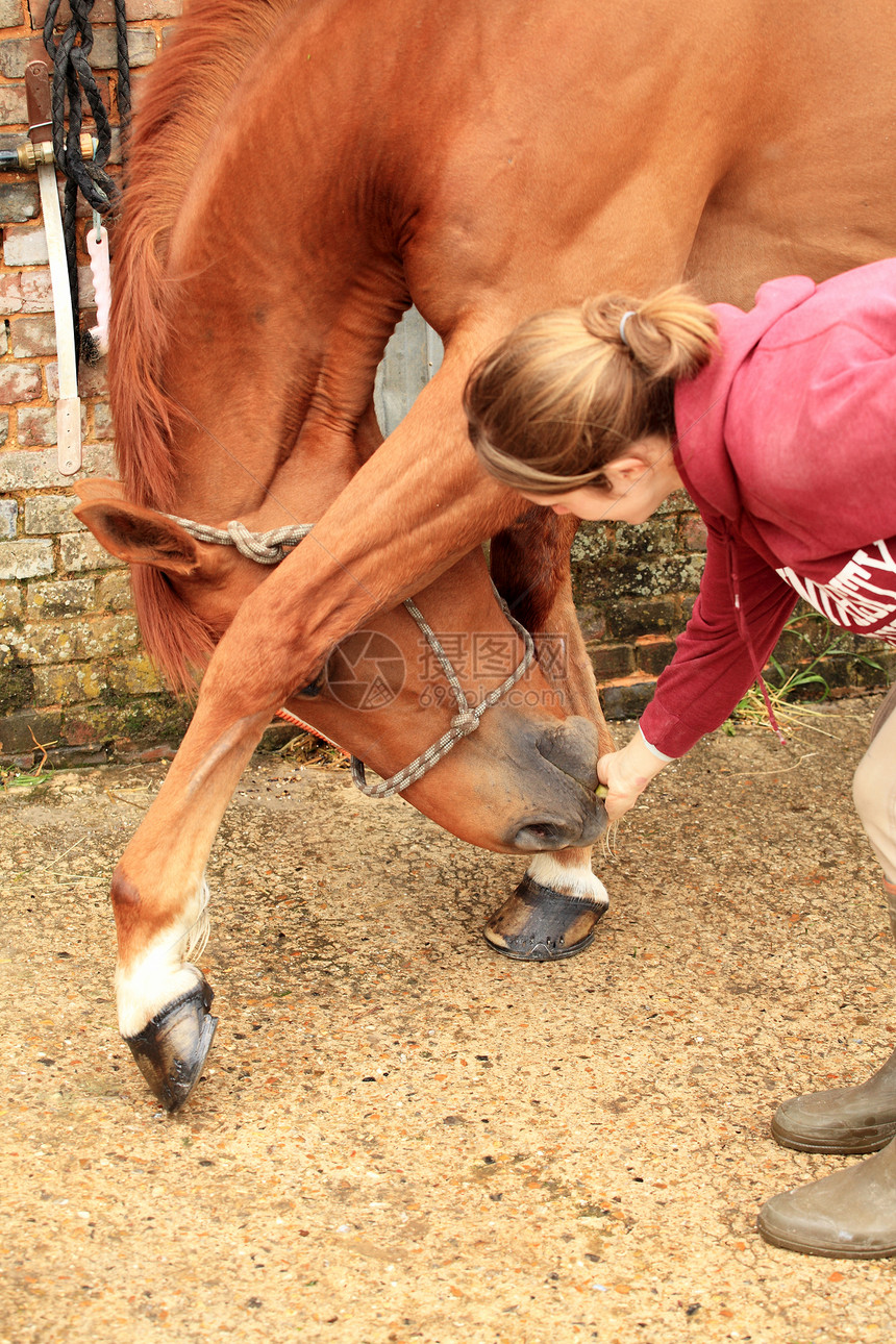 美丽的女人给她的马一个苹果运动宠物小吃哺乳动物农场场地女孩微笑成人动物图片