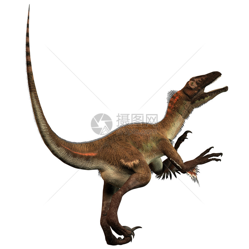 舒拉多化石插图蜥蜴爪子羽毛脊椎动物灭绝爬虫怪物动物图片