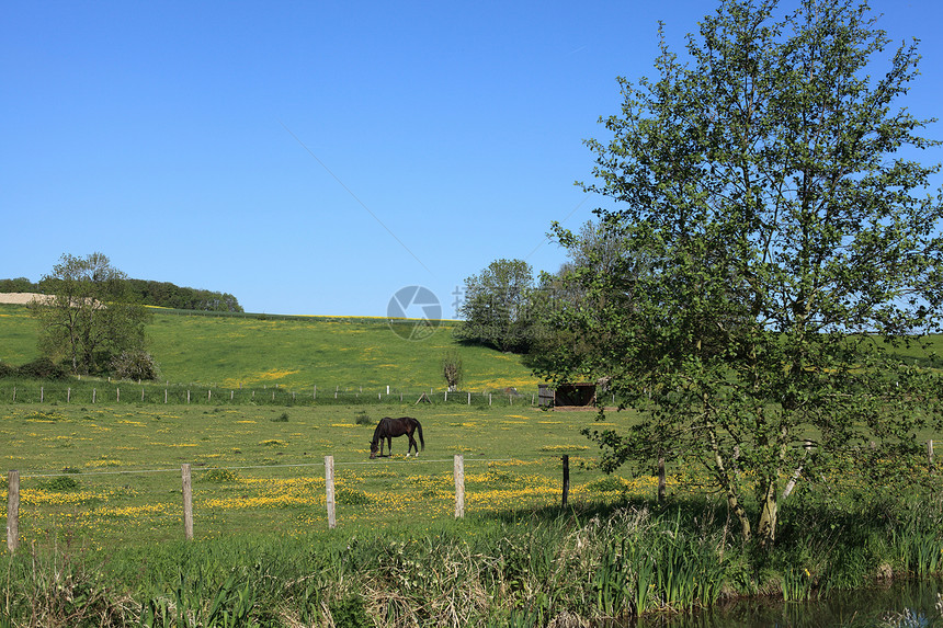 阳光明媚的乡村风景 春天有马匹农场哺乳动物土地森林牧场农田农村丘陵场地环境图片