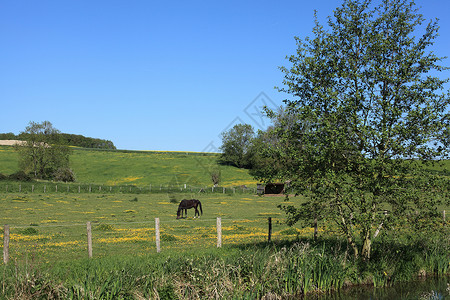 阳光明媚的乡村风景 春天有马匹农场哺乳动物土地森林牧场农田农村丘陵场地环境背景图片