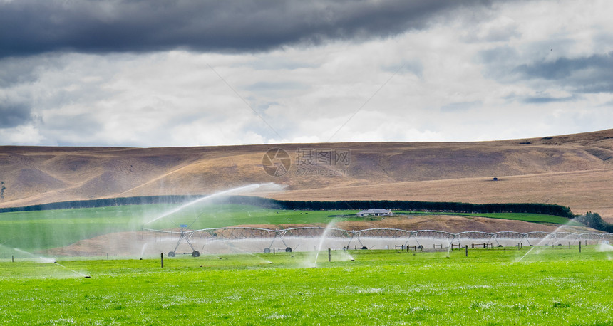 Otago NZ中区灌溉的平地牧场褶皱农田生长动物畜牧业农场奶牛栅栏山麓环境图片