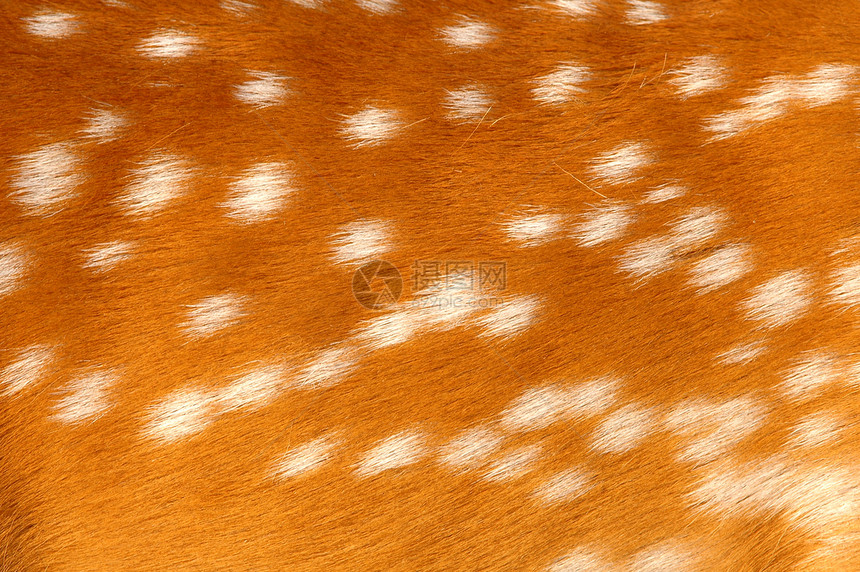 鹿皮轴生活白色橙子风格红色毛皮黄色哺乳动物荒野头发图片