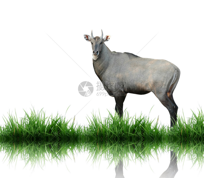 与绿草隔离的埃兰哺乳动物耳朵绿色羚羊荒野牛角蓝色猎物白色反射图片