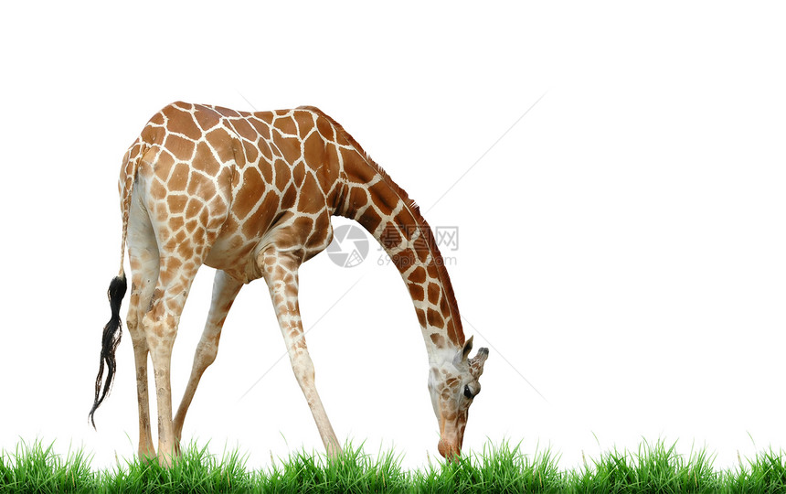 隔离长颈鹿动物白色棕色哺乳动物喇叭叶子脖子照片荒野动物园图片