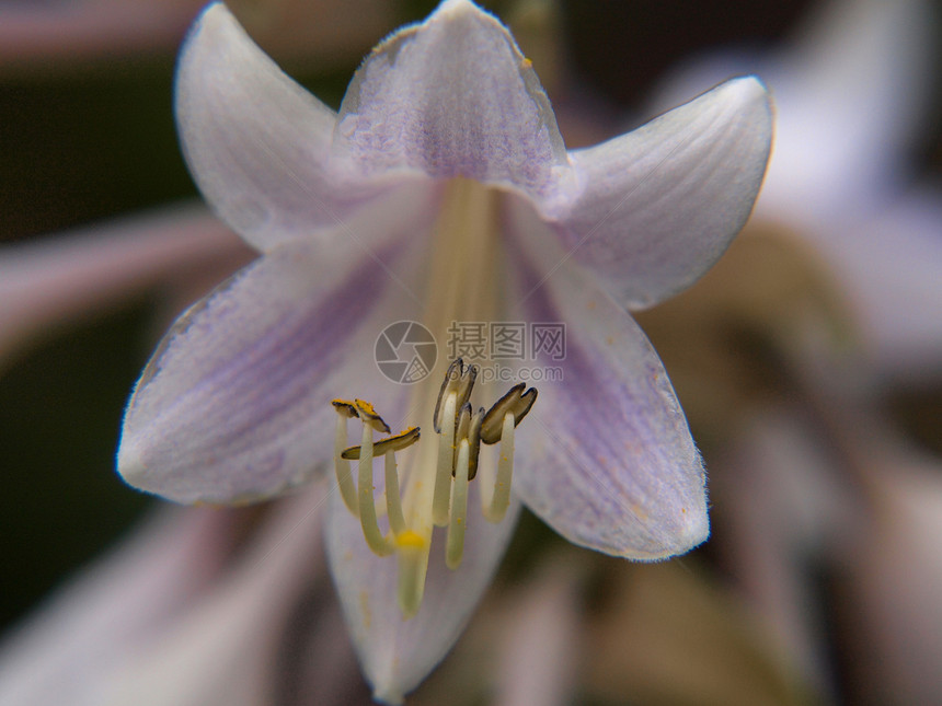 紧闭莉莉花 与其它百合板隔绝植物群异国季节花园情调紫色宏观植物植物学花瓣图片