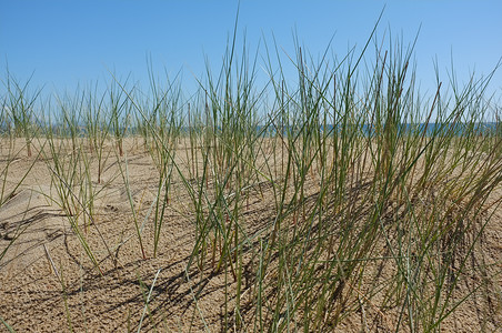 沙丘植被阳光植物群晴天水平支撑海洋海岸海滩背景图片