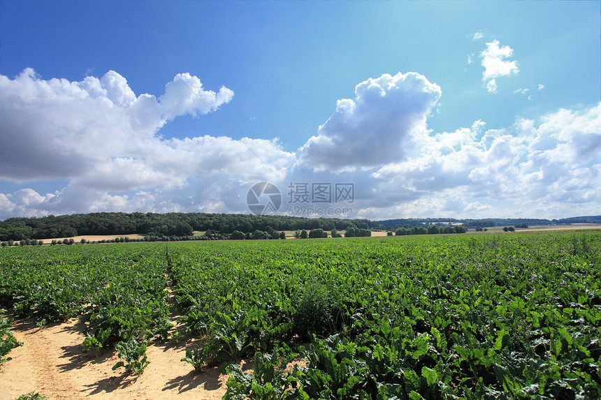 夏日阳光下的甜甜菜田生长地面培育农村收成土壤农田植物农场蔬菜图片