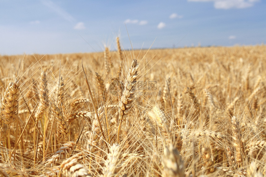 收割前夏天阳光下的小麦田谷物国家大麦金子面包种子植物场景场地食物图片