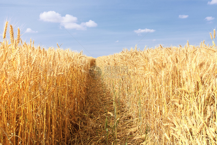 收割前夏天阳光下的小麦田大麦谷物稻草日落收成种子场景金子环境太阳图片