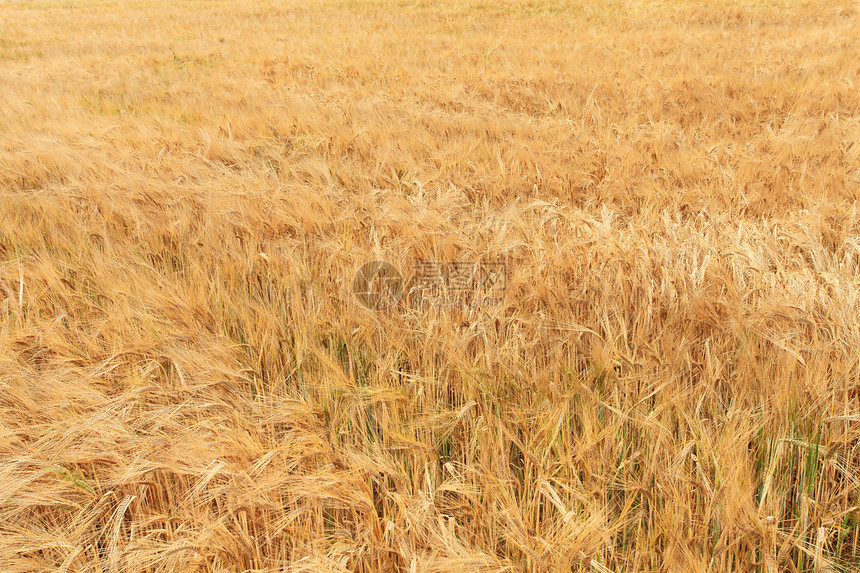 收割前夏天的大麦田小麦晴天粮食环境天空金子谷物场景农场稻草图片