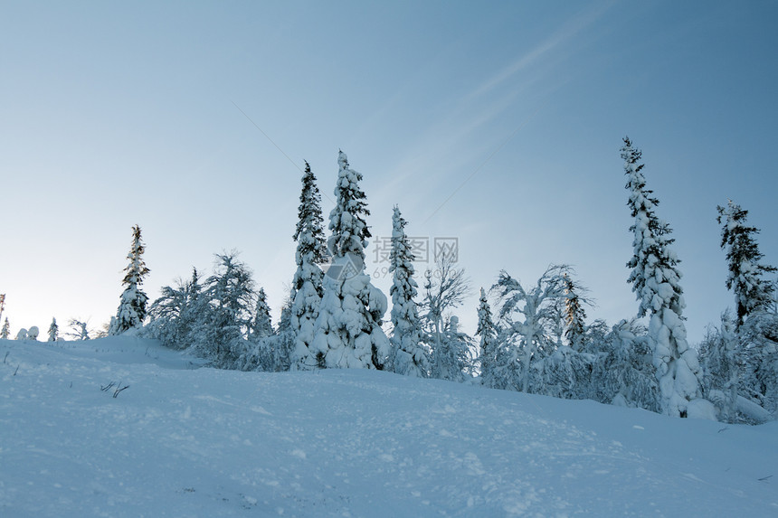 下雪树上的树木天空暴风雪天气季节蓝色环境旅行木头气候高地图片