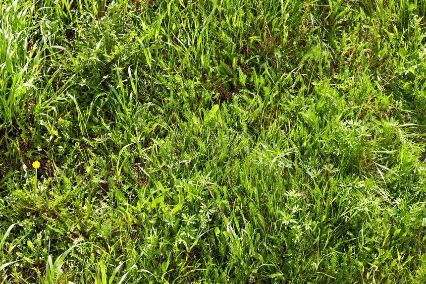 春季绿草的背景背景活力公园牧场绿色院子环境绿色植物草本植物生长园艺图片