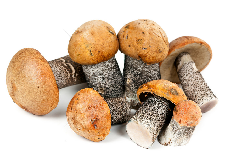 少量蘑菇荒野常委宏观团体棕色食物饮食美食阴影季节图片
