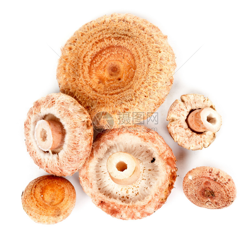 少量蘑菇棕色蔬菜常委季节性白色食物美食团体季节阴影图片