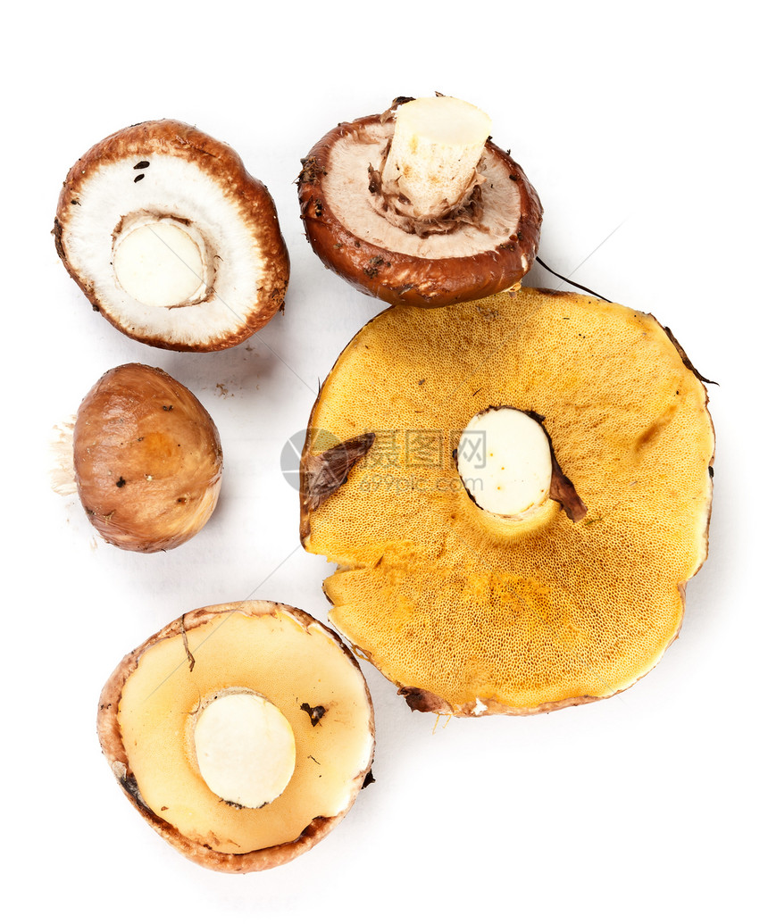 少量蘑菇饮食荒野白色美食阴影棕色季节性季节常委宏观图片