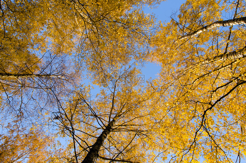 令人惊叹的秋天树上方天空背景图片