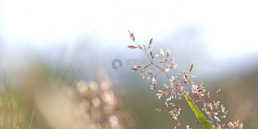 红草编织草地花园植物环境稻草生态光合作用叶子植物群季节图片