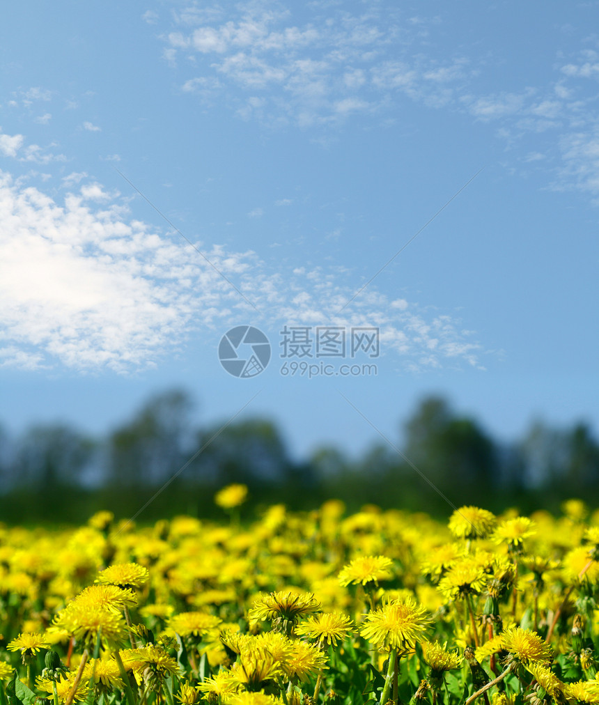 dandelion 字段环境太阳农场季节农业天空植物农村蓝色草地图片