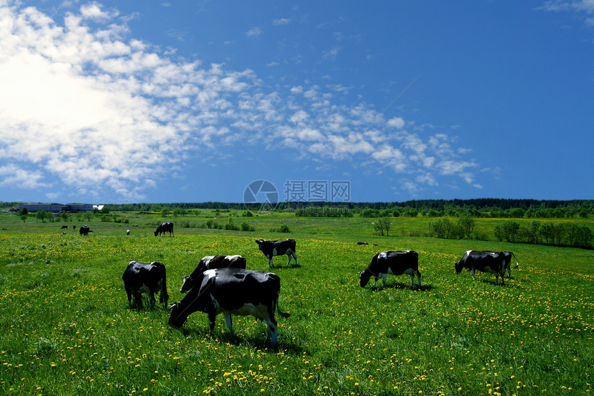 奶牛景观牧羊人场地农村家畜哺乳动物蓝色环境挤奶奶制品农田图片