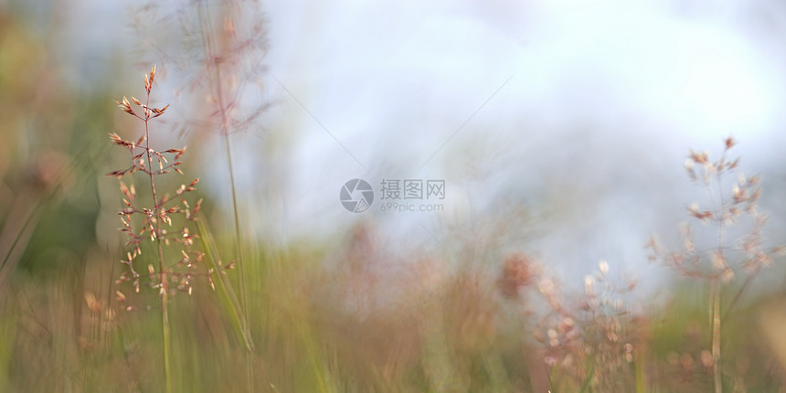 红草编织草地太阳季节稻草生长阳光宏观植物植物学花园图片