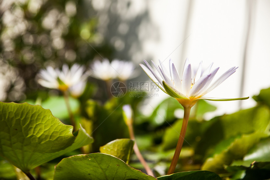 白莲花植物明信片百合场景植物群季节叶子植物学荷花花瓣图片