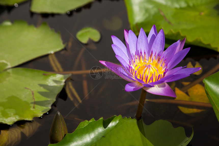 蓝莲花植物群花瓣公园场景叶子荒野花园季节反射植物学图片