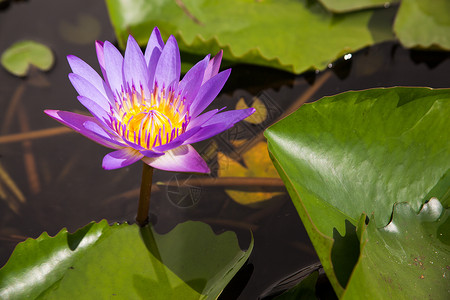 蓝莲花植物学花园荒野荷花场景植物群明信片公园季节百合背景图片